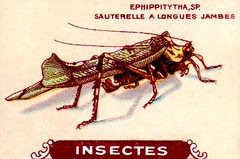 insecte 18