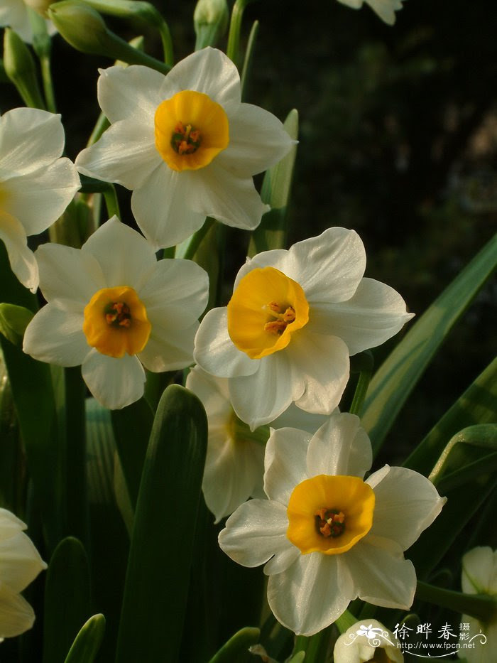 水仙narcissus Tazetta Var Chinensis 花卉图片网
