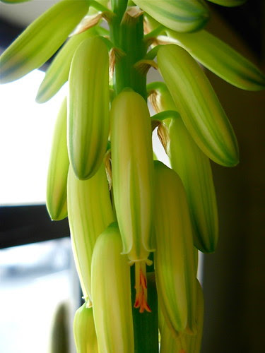 variegated aloe flowers