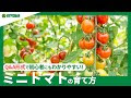 [最も好ましい] ミニ トマト 枯れ てき た 342562-ミニトマト 枯れてきた