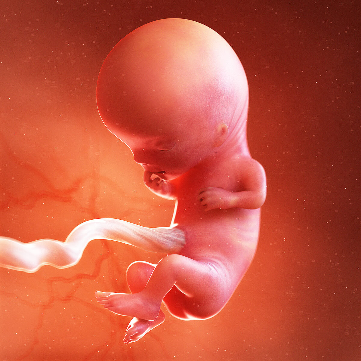 11 Weeks Pregnant Baby Development Symptoms Signs Week By Week