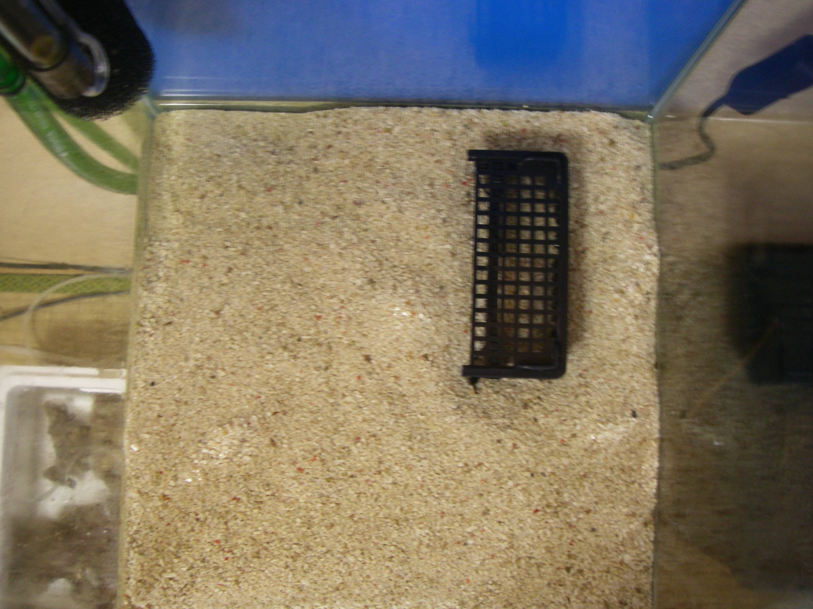 ライブロックレイアウト変更 作業手順編 30cm水槽の海水魚飼育