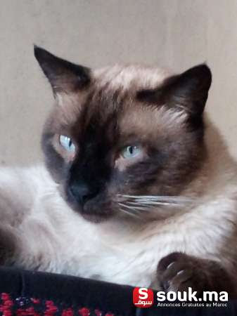 Vente D Un Chat Siamois Sale Souk Ma سوق المغرب
