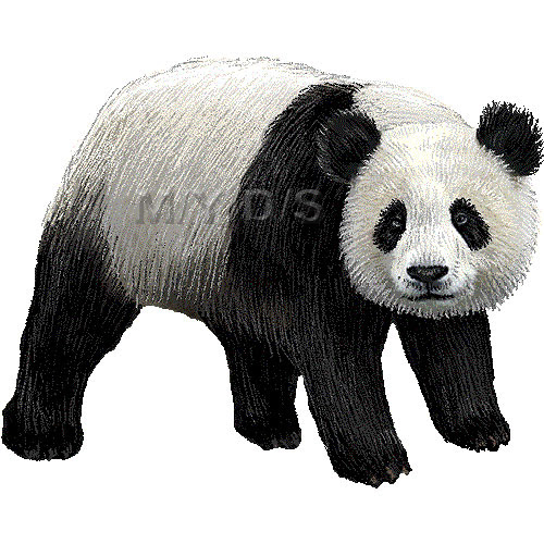 ジャイアント パンダのイラスト 条件付フリー素材集