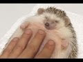 Hedgehog gets belly rub and relaxes