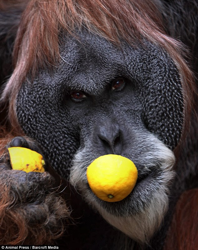 Don't look so sour: One adult primate appears unhappy about the interruption to snacktime
