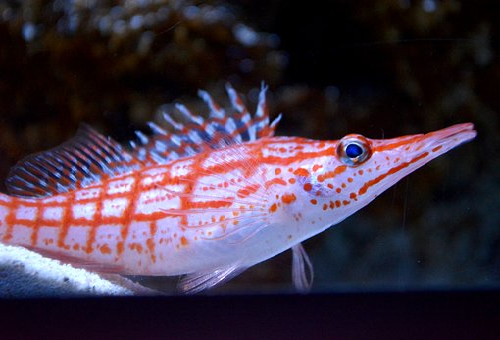 飼育しやすい クダゴンベの性格について 熱帯魚 淡水魚 海水魚の図鑑