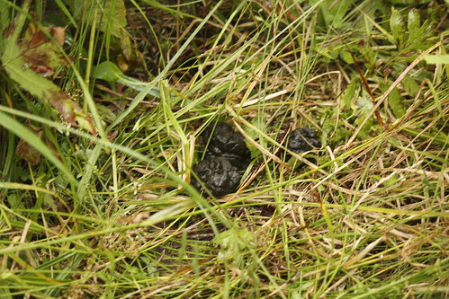 Bear scat in apple orchard (1)