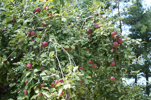 Apples from Pinewood Orchard, Ottawa