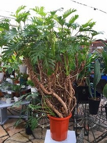 鉢花 洋蘭 観葉植物 熊本の大型総合園芸店 ナーセリーズ