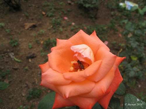 bee in