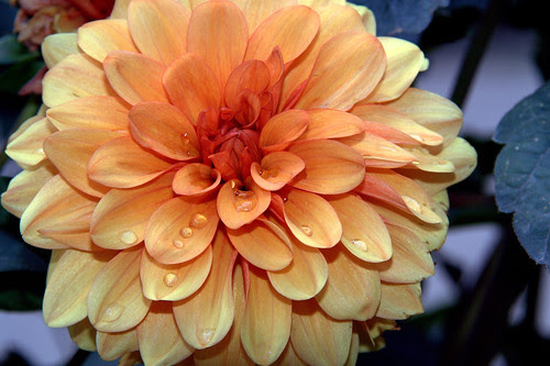 Dalia