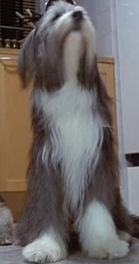 犬バカの お犬様映画事典