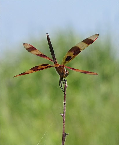 Halloween Pennant 31 at Tipton Park