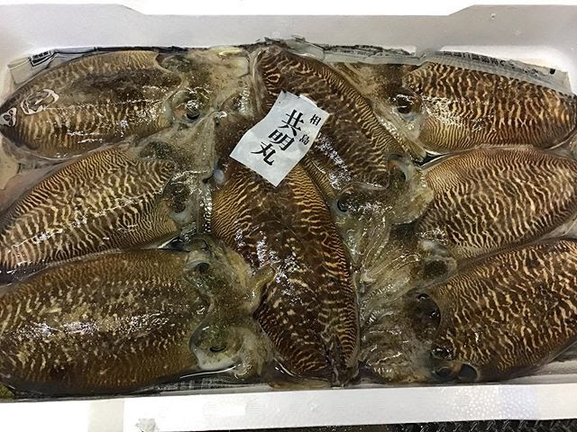 今が旬の甲イカ 博多の魚屋おぎはら鮮魚店
