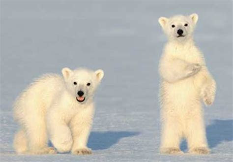 Find out about the t. Polar Bear Cubs | Baby Animal Zoo