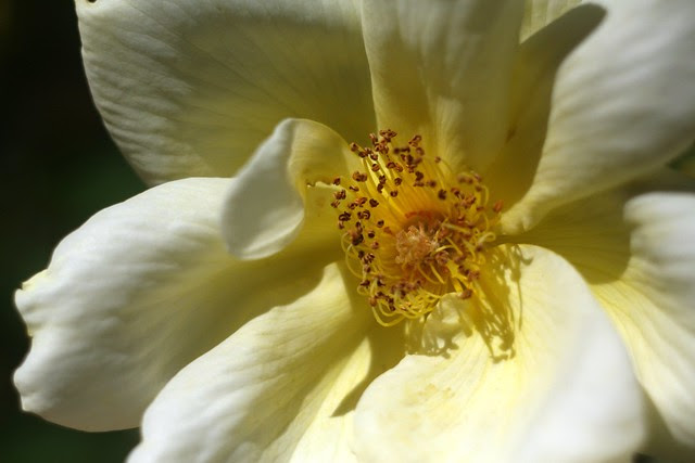 flowers, june 2011