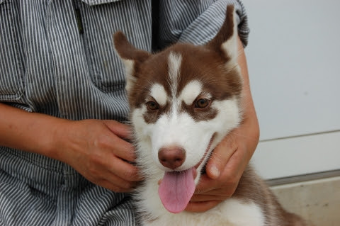 10年11月11日生まれのボストンテリアの子犬 フレンチブルドッグ子犬販売のブリーダーワンブー