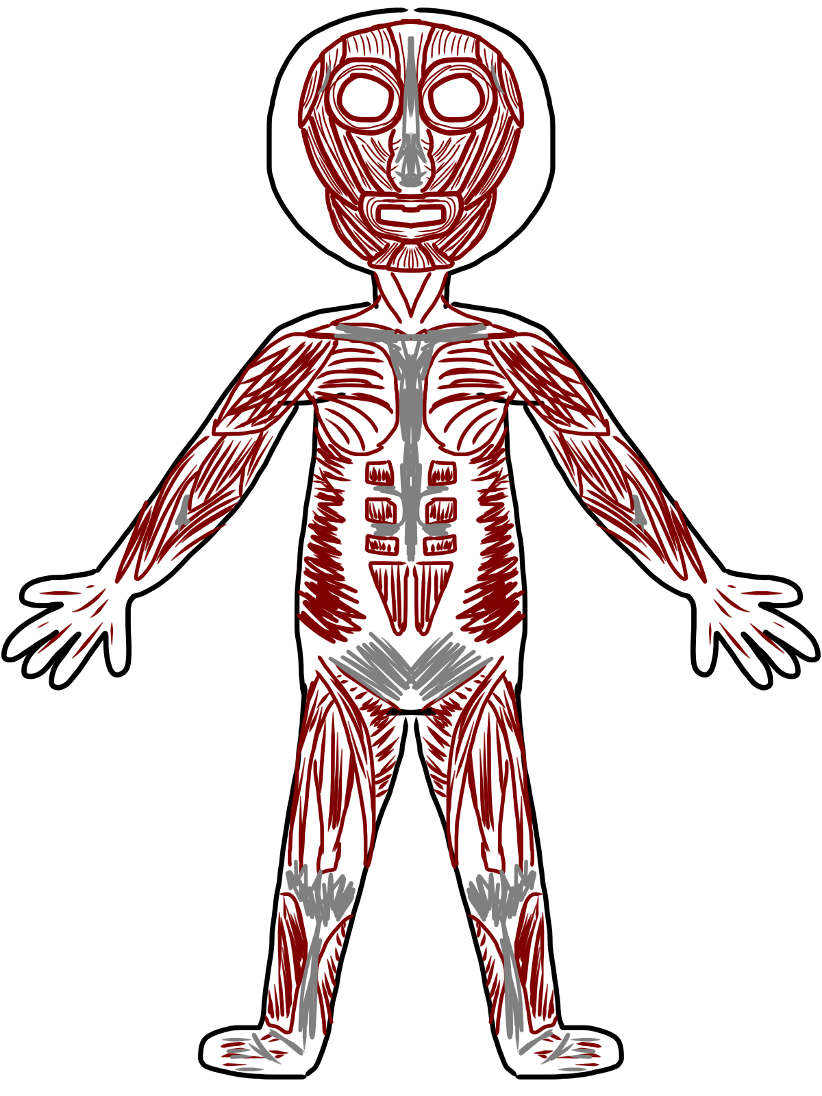 Muscles Clip Art | Clipart Panda - Free Clipart Images