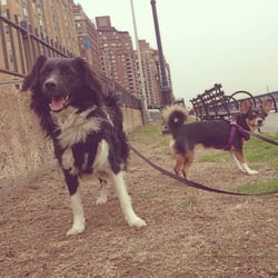 Bark Ave Dog Walkers - 41 Photos - Dog Walkers - Yorkville - Manhattan ...