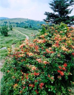 Appalachian Trail Conservancy Launches 'Zoom in to the Appalachian Trail' Photo Contest