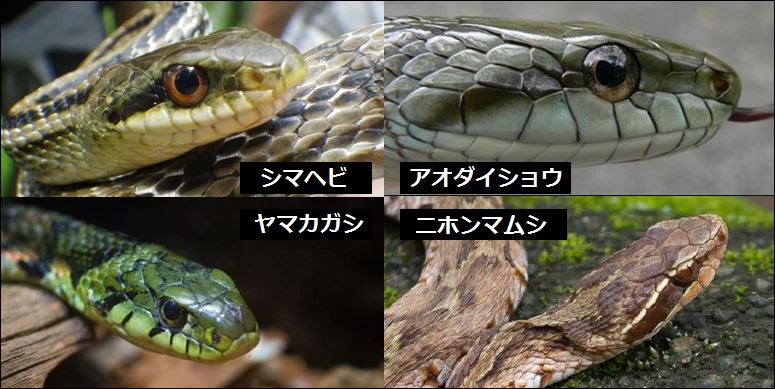 ヤマカガシの見分け方は 他のヘビと写真や画像で徹底比較 生物モラトリアム