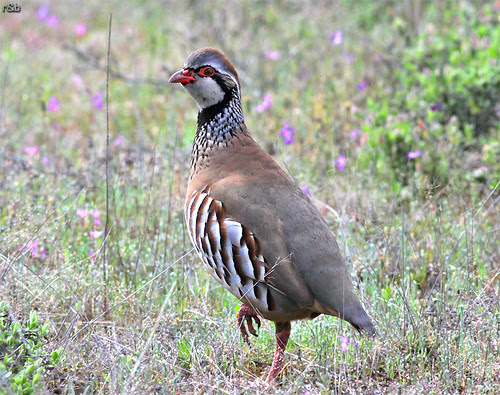Perdiz-comum (Alectoris rufa)