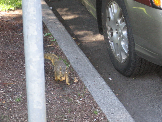 squirrel_with_nut