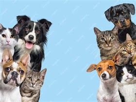 Pets In 2023: The Best Ways To Care For Your Furry Friend