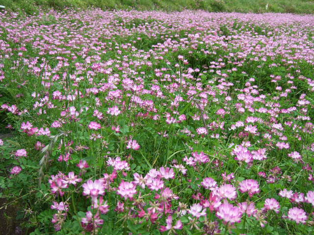 鹿児島田舎暮らし下書き帳 れんげ草の花畑