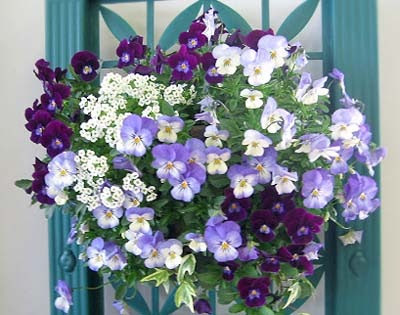 花 植物の関連記事 園芸ナビ 花と野菜の育て方