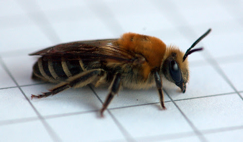Colletes thoracicus (Colletidae), Cellophane Bee