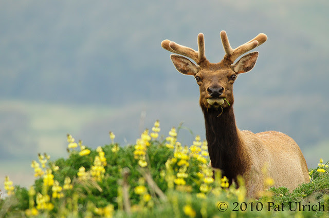 Tule elk - Pat Ulrich Wildlife Photography
