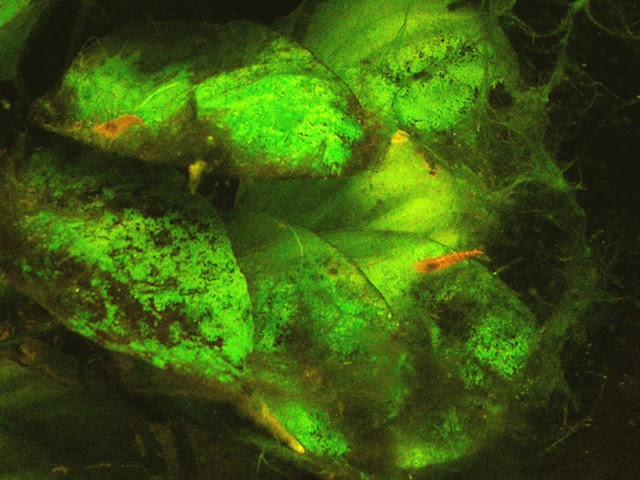 Dealing With Algae In Freshwater Aquaria