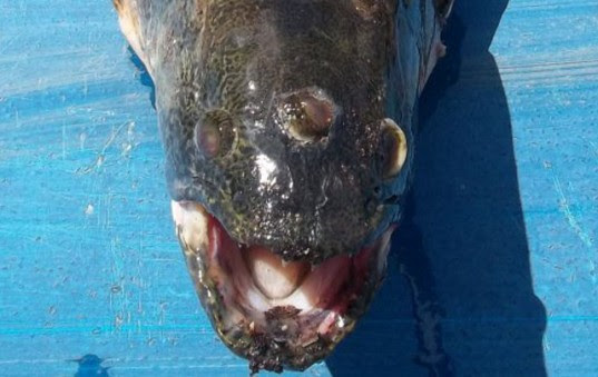 the simpsons blinky, blinky, blinky three-eyed fish, blinkygate, three-eyed fish found, three-eyed fish, three-eyed wolffish, three-eyed fish argentina, three-eyed fish nuclear mutation, three-eyed fish nuclear power plant, three-eyed fish nuclear power, three-eyed fish mutation, three-eyed fish genetic mutation, three-eyed fish