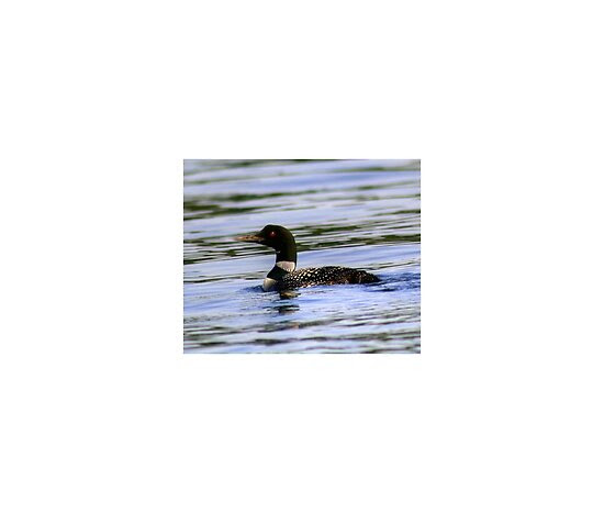 common loon drawing. Common Loon by Larry Trupp