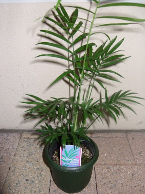 テーブルヤシの育て方