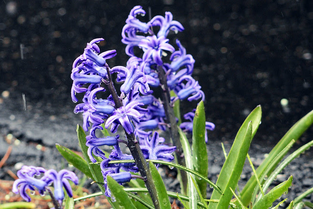 flowers rain III