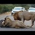 2 Male Lions Kill Kudu in the Middle of the Road