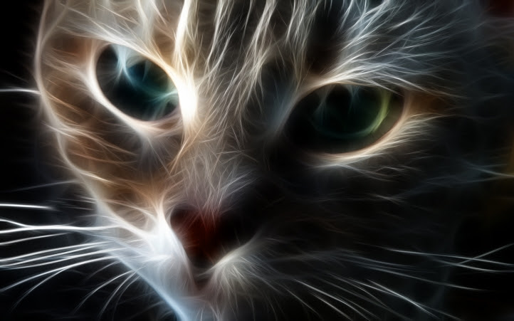 Fond D Ecran Gratuit Chat Fractal Fonds D Ecran Animaux Gratuits Chat Fractal