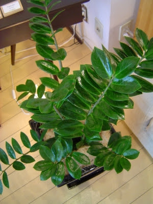 N 72 観葉植物紹介 49 ザミオカルカス Parc Botanique Uchida
