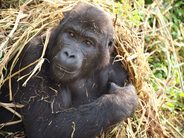 Wildlife Wednesday: Disney Helps 'Reverse the Decline' of Great Apes