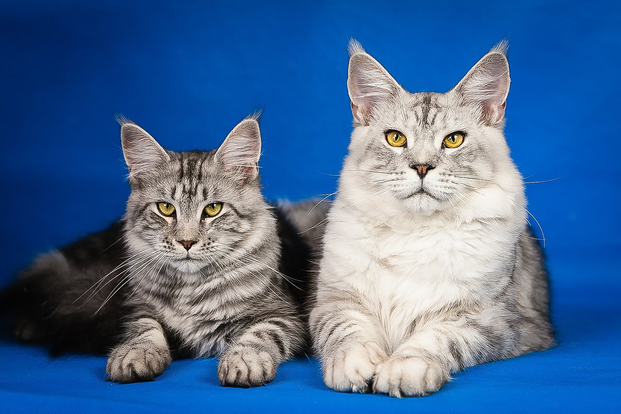 子猫 成猫の性別の見分け方 オスメスは顔つきでも分かるって本当