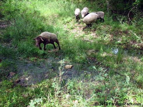Flying Sheep 10