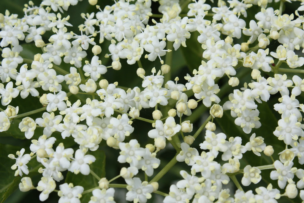 Hollunderblüten