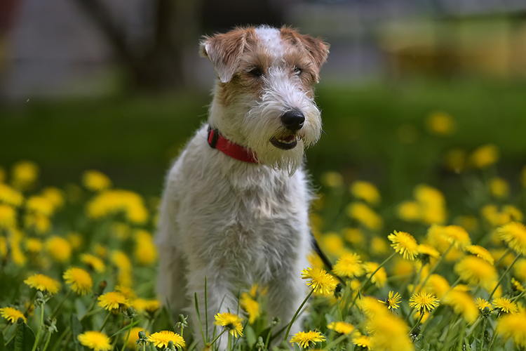 Top 25 Low-Shedding Dog Breeds The Paw Print
