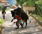 My friend Yvonne can tell you:  horny cows... they're out there.