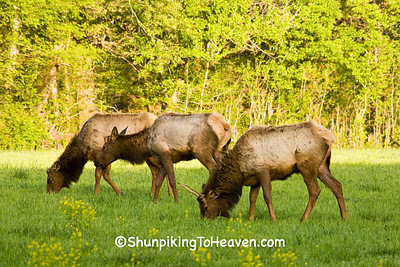  Elk at Ponca Wilderness Area, Newton County Arkansas