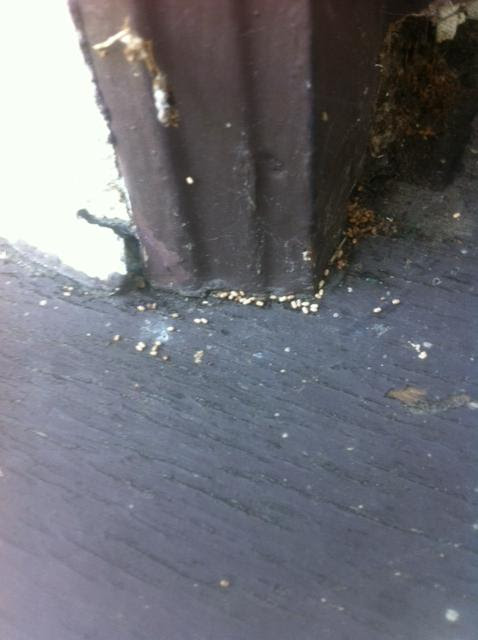 Los Angeles Ca These Tiny Sesame Seed Like Eggs Are All Over My Bathroom And Are Constantly Reappearing After I Wipe Them Away Does Anyone Have An Idea As To What Bug This