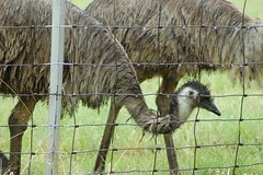 Emu